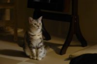 蒲焼割烹　根ぎし宮川