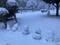 雪降りましたね